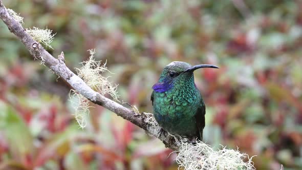 Costa Rica Birds, Lesser Violetear Hummingbird (colibri cyanotus) Perched Perching on Branch and Tak