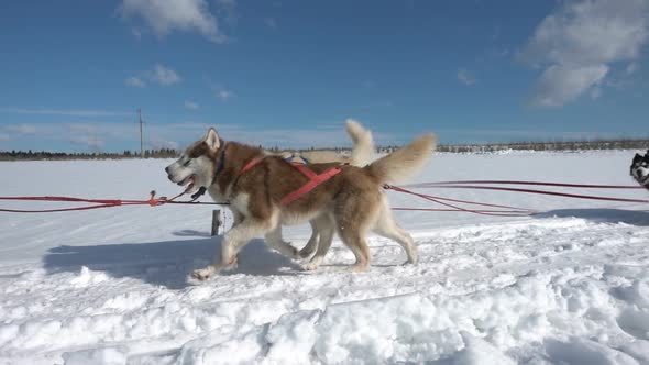 Dogs Harnessed By Dogs Breed Husky Pull Sled with People Slow Motion Video Loop