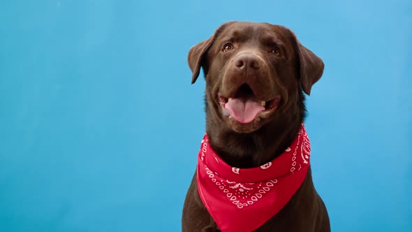 Labrador Dog Portrait