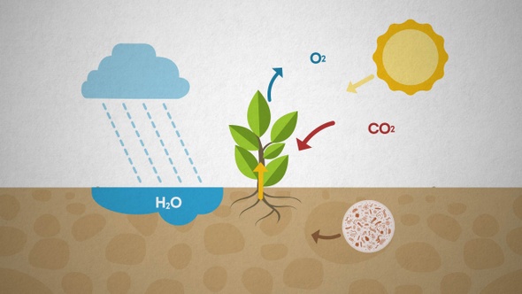 Ecosystem Photosynthesis