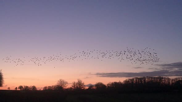 Slow Motion Starling Murmuation At Sunset Forms Band