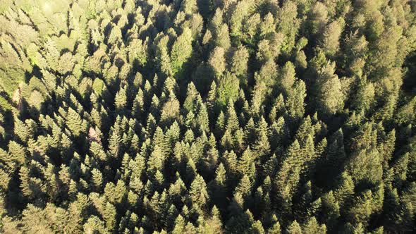 Aerial Pine Forest