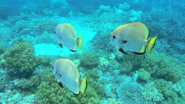 Underwater View Of Colorful Tropical Fish In Kri Island, Raja Ampat 