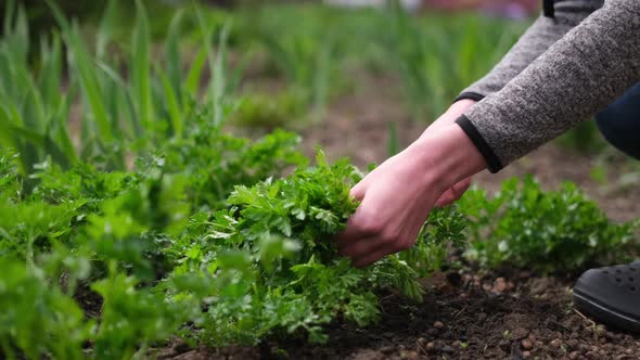 Woman Gardener Cutting Parsley at Garden Bed at Spring Sunny Day