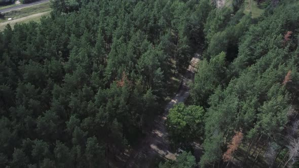 Aerial View of Green Forest in Countryside on Sunny Day. Bird's Eye View of Forest Belt