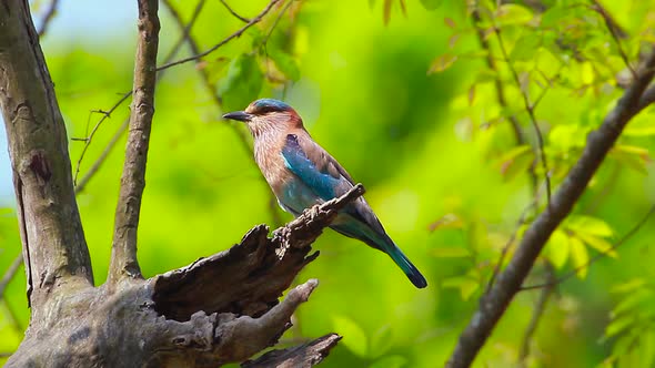 Indian roller in Bardia national park, Nepal