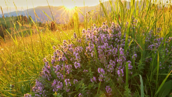 Beautiful Violet Wildflowers in a Meadow in the Mountains, Bush with Flowers in the Rays 