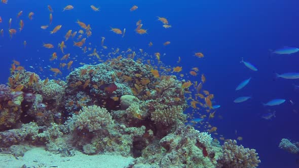 Colorful Tropical Coral Reefs