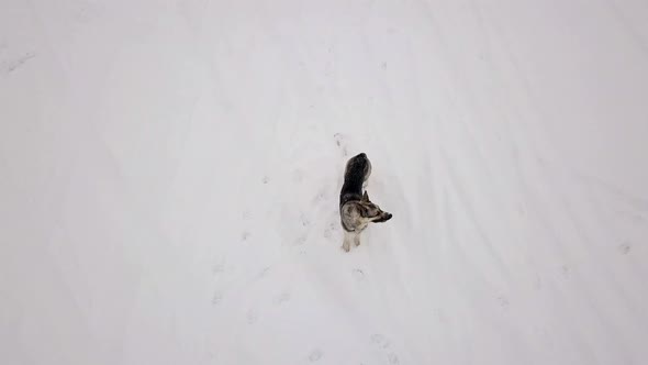 Dog Looking To the Flying Drone, Snowy Winter.