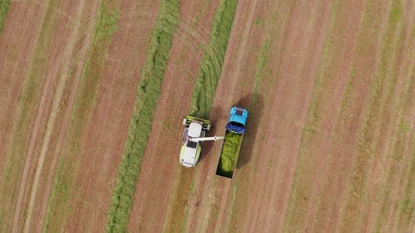 Wheat silage picking process post harvest into a truck trailer, Aerial view.