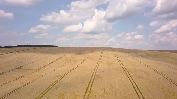 Aerial view of yellow agriculture wheat field ready to be harvested in late summer.