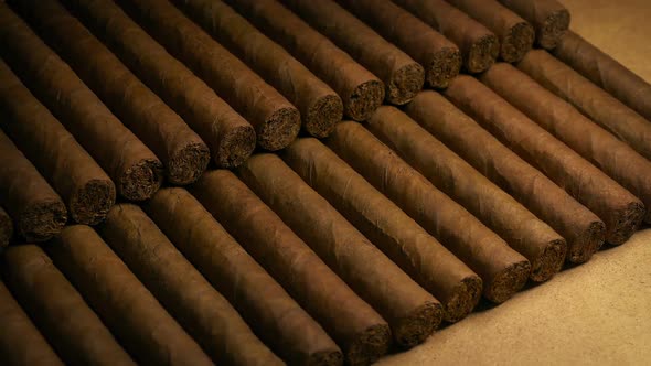 Cigars In Rows - Tobacco Business