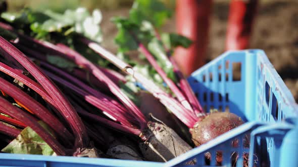 The Farmer Harvests and Puts the Vegetables in a Box for Delivery to the Local Market