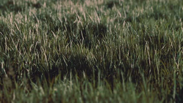 Close Up of Fresh Thick Grass in the Early Morning