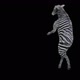 43 Zebra Dancing HD - VideoHive Item for Sale