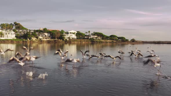 Flamingos Resting on Quinta Do Lago Algarve Portugal Europe