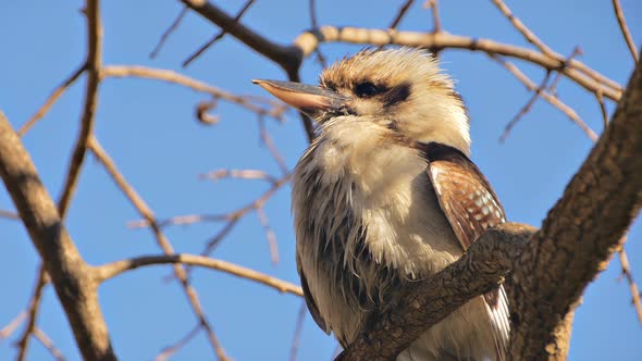 Kookaburra