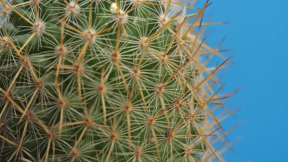 Close Up Of Old Lady Cactus Plant Revolving Around Itself On The Blue Screen Background