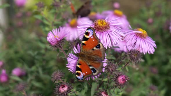 Butterfly on a Flower Closeup Slow Mo