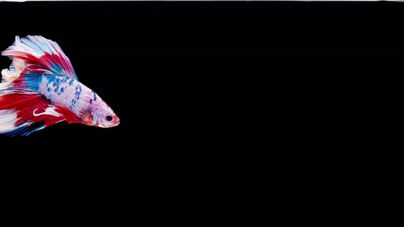 Slow motion of Siamese fighting fish (Betta splendens), well known name is Plakat Thai alt