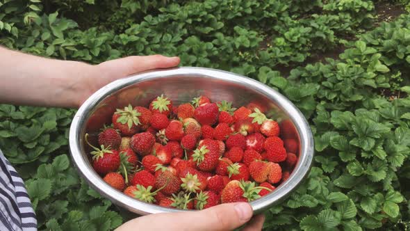 Man Picking Ripe Strawberries In Metallic Bowl During Harvest Time In Garden. Strawberry In Fruit