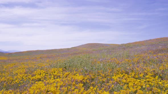 Overview of the Yellow Poppy Fields at Antelope Valley Poppy Reserve in Lancaster, California. Camer