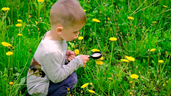 The Child Looks at the Flowers Through a Magnifying Glass