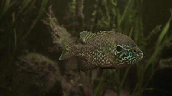 Lepomis Gibbosus. Sunfish in Their Natural Habitat. Underwater Footage