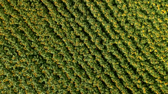 Agriculture Field with Blooming Sunflowers