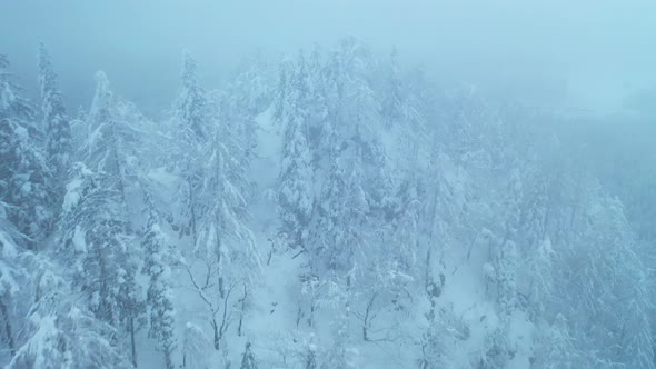 Flying Over Winter Forest 