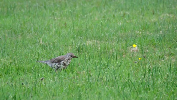 Kestrel Catching Worms on a Lawn in County Donegal - Ireland.