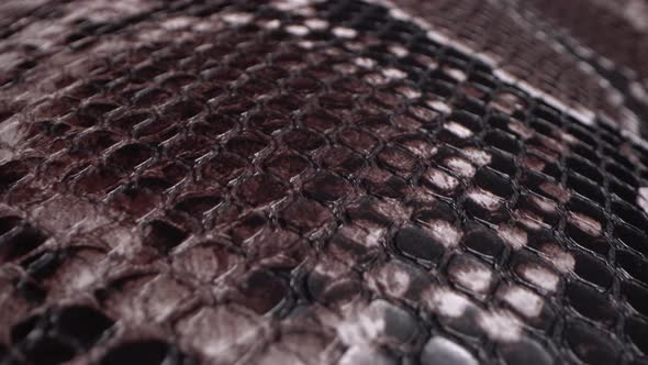 A snake's skin. Exotic Leather Hides. Real leather texture very close up. Natural pattern