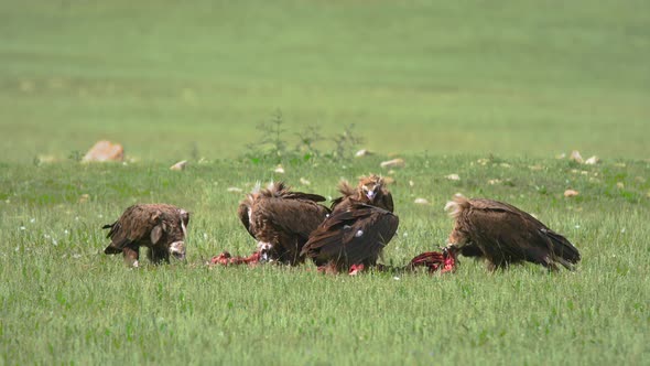 Wild Vulture Herd Eating a Dead Animal Carcass