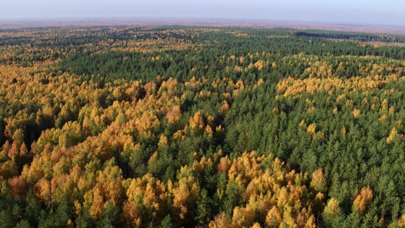 Aerial View at Autumn Mixed Forest at Day