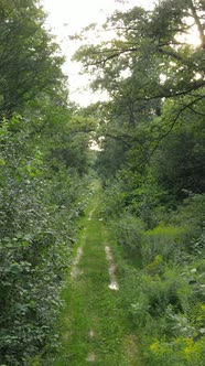 Vertical Video of Beautiful Green Forest By Day