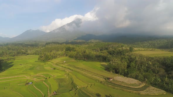 Farmlands and Village Bali Indonesia