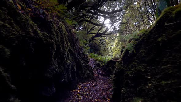 Magical Forest, Camera Moving Along Narrow Path in Green Wet Forest, Gimbal Stabilized Tracking Shot