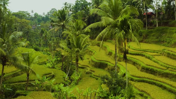 Aerial shot of the lush green rice paddies of Bali.