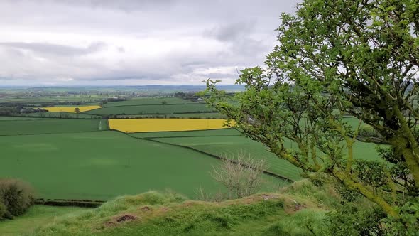 Verdant Landscape Of Agricultural Fields With Rapeseed Canola Flowers At Laois County In Ireland. Wi