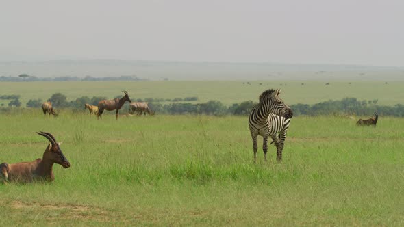 Topi antelopes and a zebra