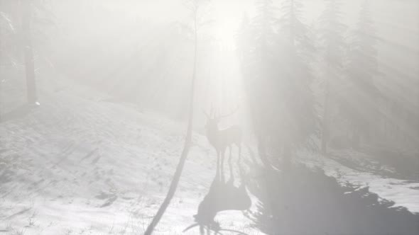 Proud Noble Deer Male in Winter Snow Forest