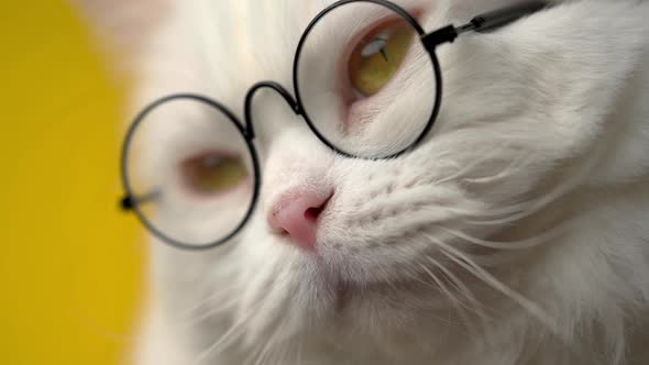 Cute Domestic Pet in Round Transparent Glasses. Furry Cat on Yellow Background in Studio. Animals