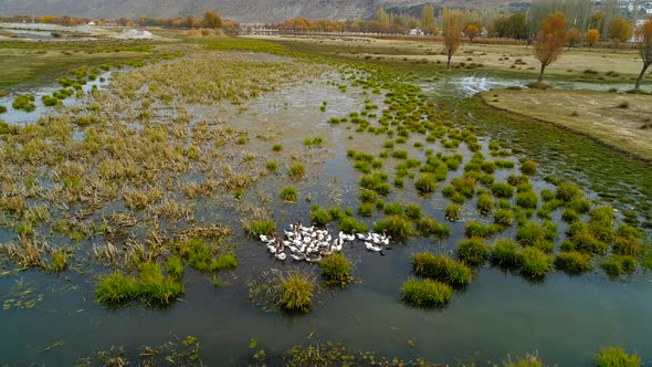 Ducks On The Lake