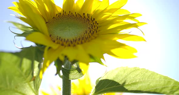 Sunflower On A Sunny Day