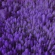 Autumn fantasy purple forest in Ural - VideoHive Item for Sale