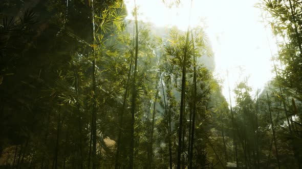 Green Bamboo Forest with Morning Sunlight