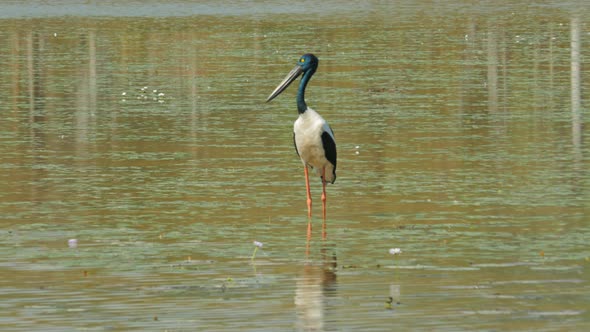 close up of a female black-necked stork at bird billabong