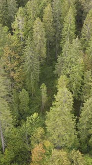 Aerial View of Trees in the Forest