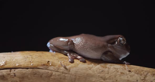 Profile Footage of a Tree Frog with Brown Skin Relaxing on a Tree Branch