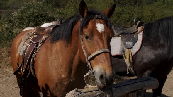 Herd of Horses Are Tethered in a Parking